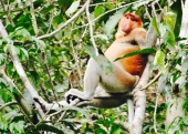 Proboscis Monkey in Borneo