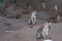 Pair of Hyenas